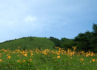 霧降高原キスゲ平園地